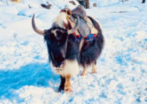 Yak Safari in Sikkim – A Truly Unique Experience!