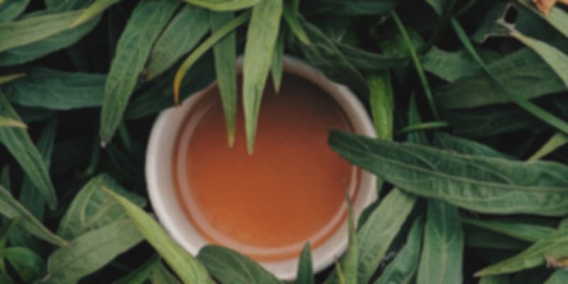 Tea Plantation in Mauritius