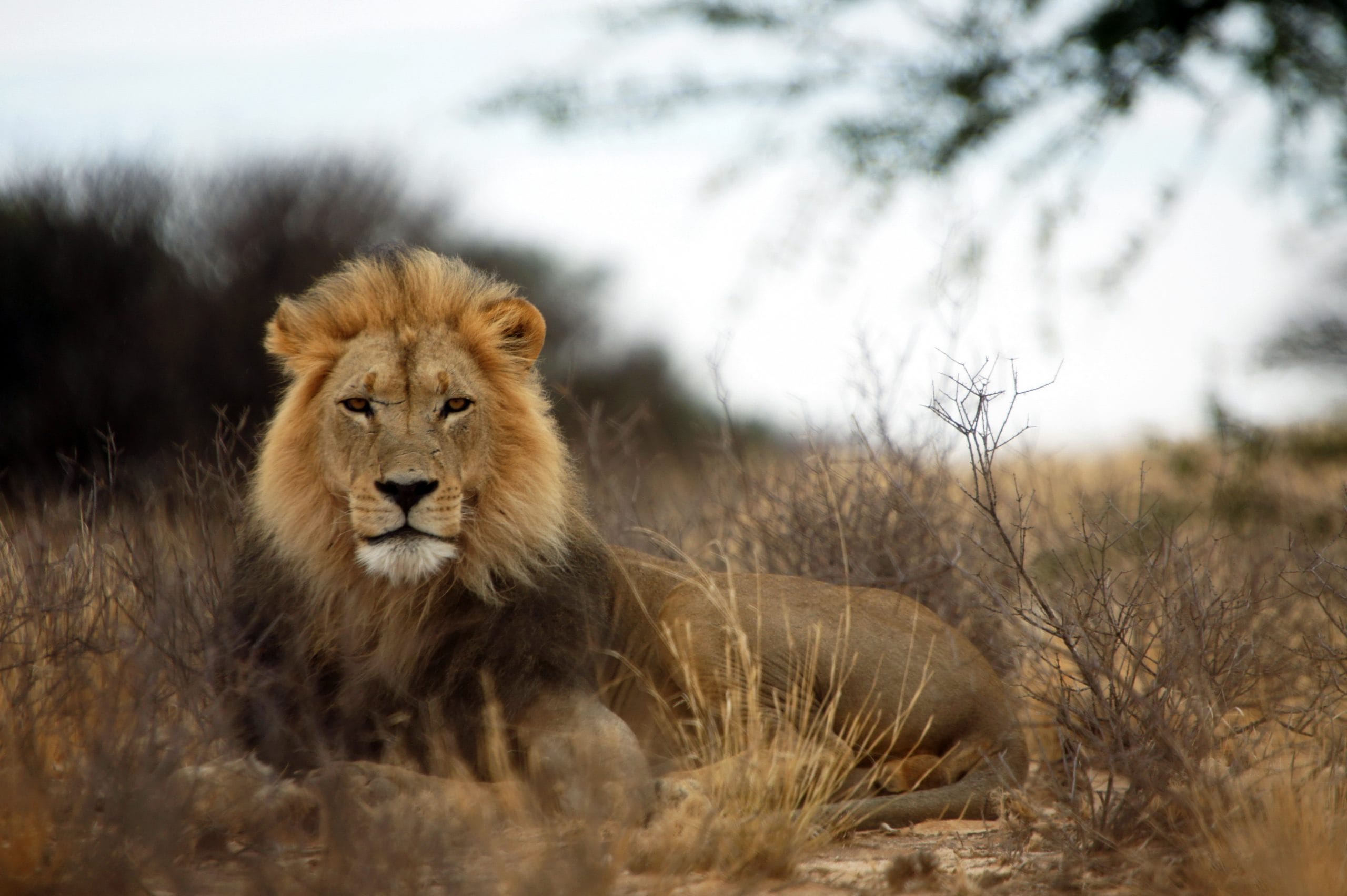 Walk with the lions at the Lion Park In South Africa