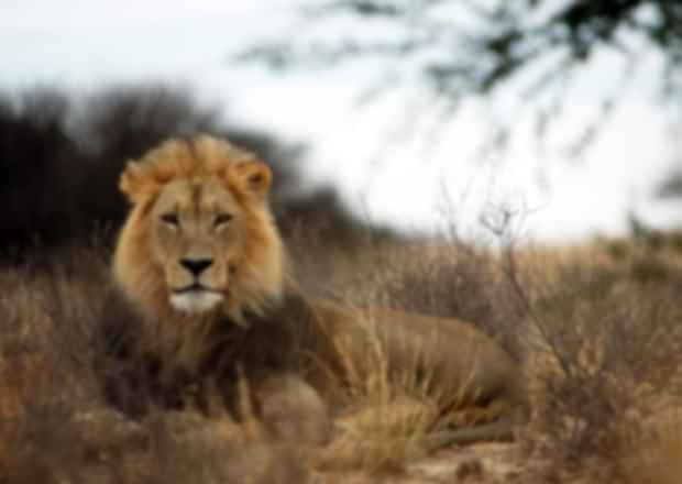 Walk with the lions at the Lion Park In South Africa