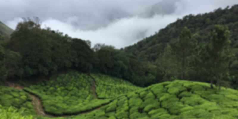 Almari tea garden in assam
