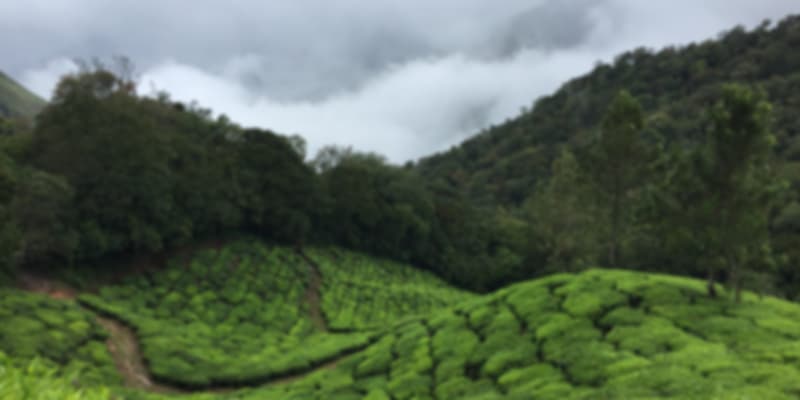 Almari tea garden in assam