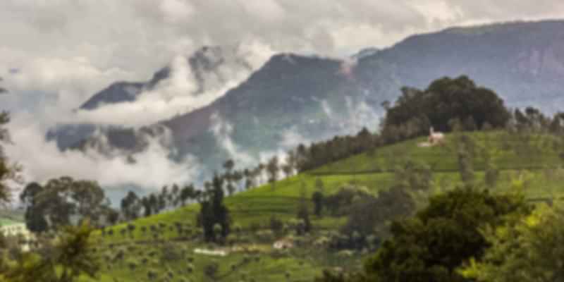 Manohari Tea Estate