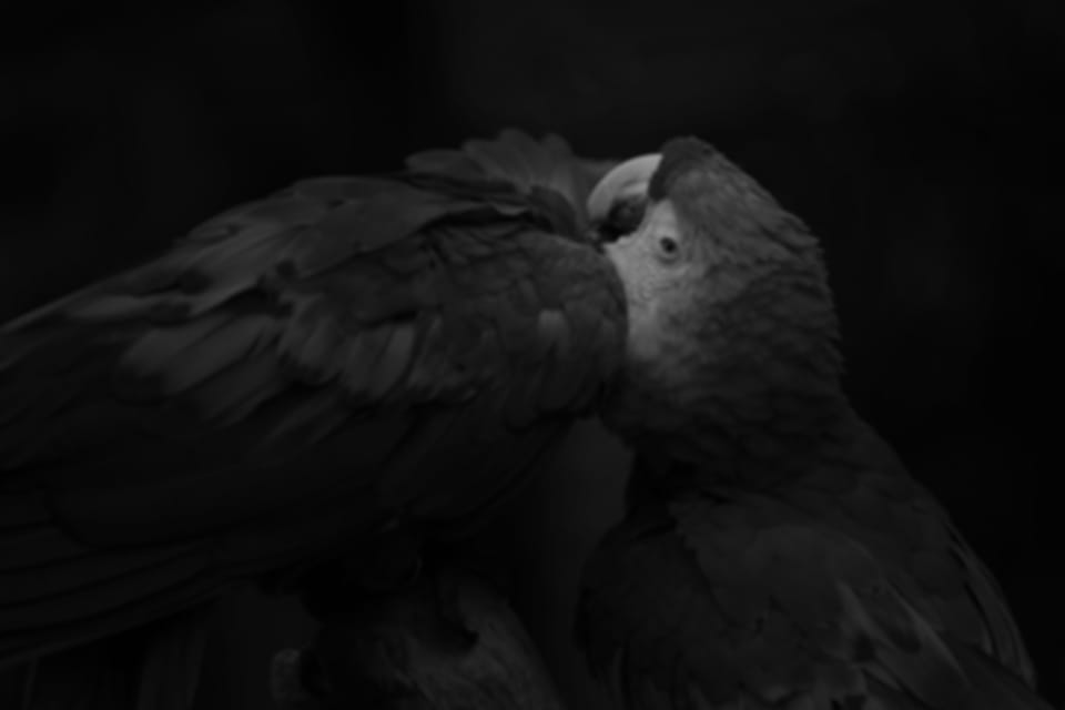 Black Parrot Watching, Seychelles: A Unique Activity!