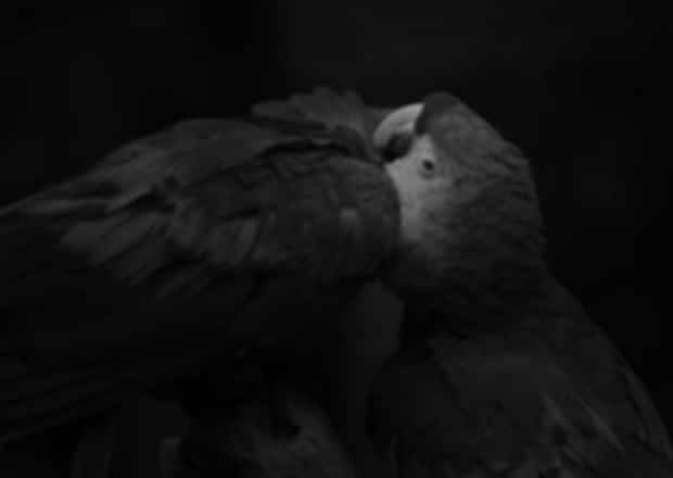 Black Parrot Watching, Seychelles: A Unique Activity!