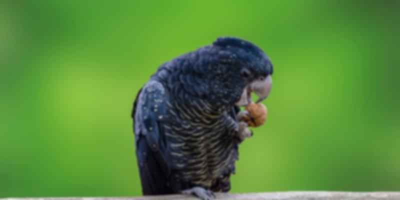 cute Black Parrot
