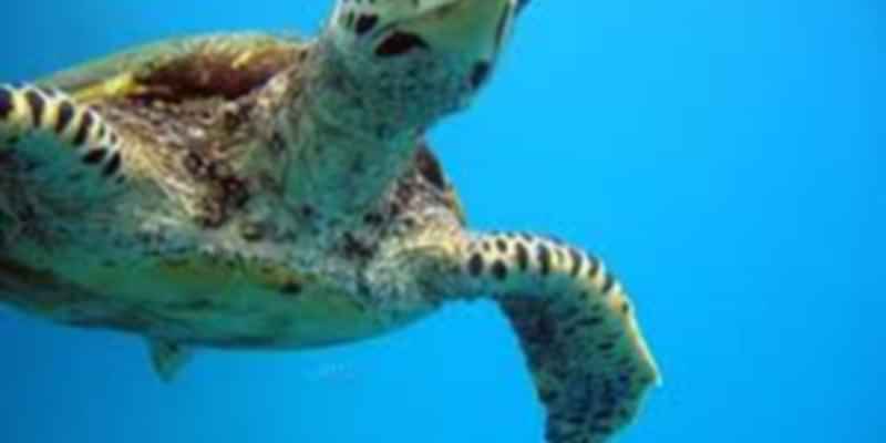 seychelles turtle