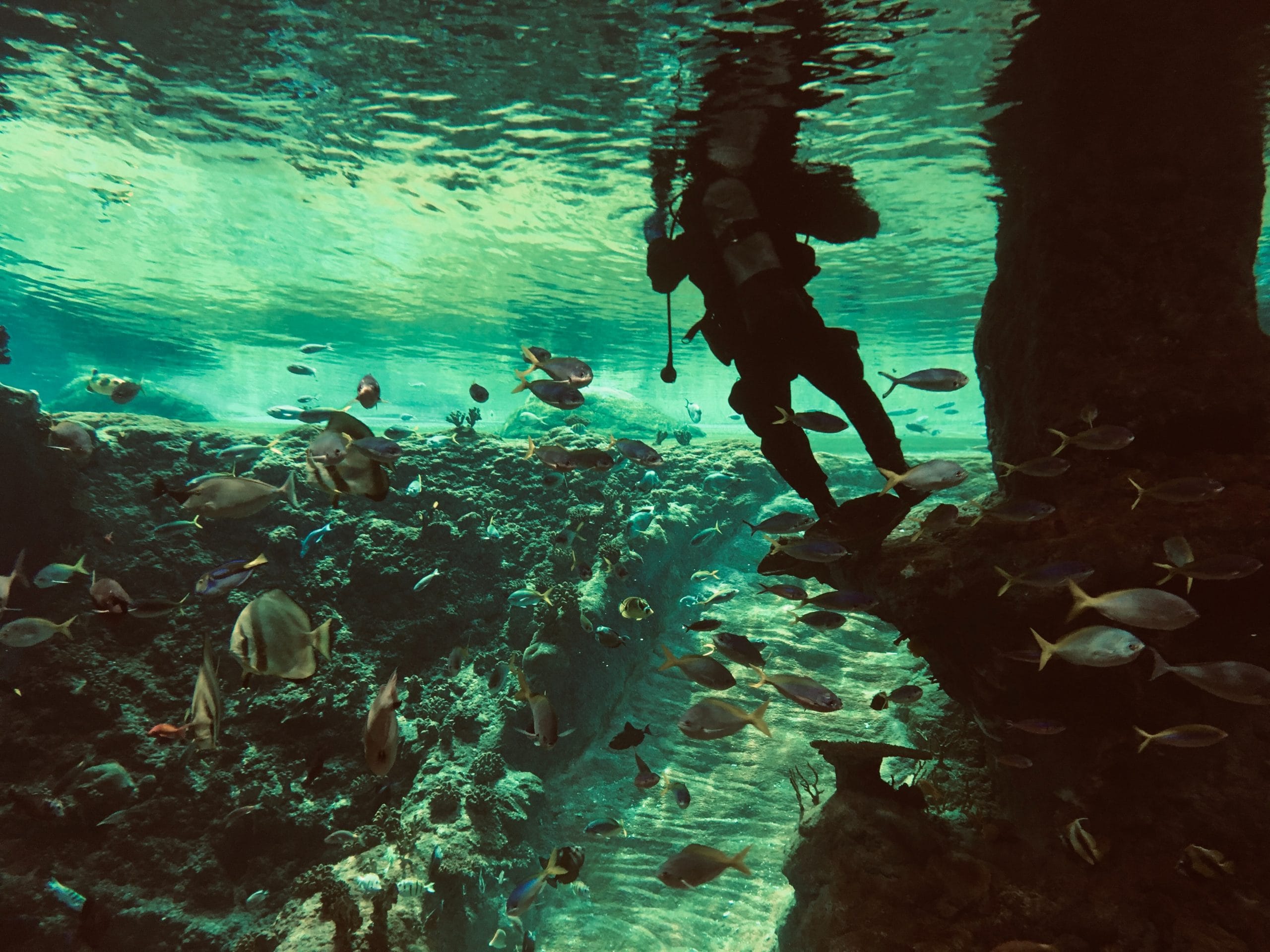 Scuba diving in Cambodia – Everything you need to know