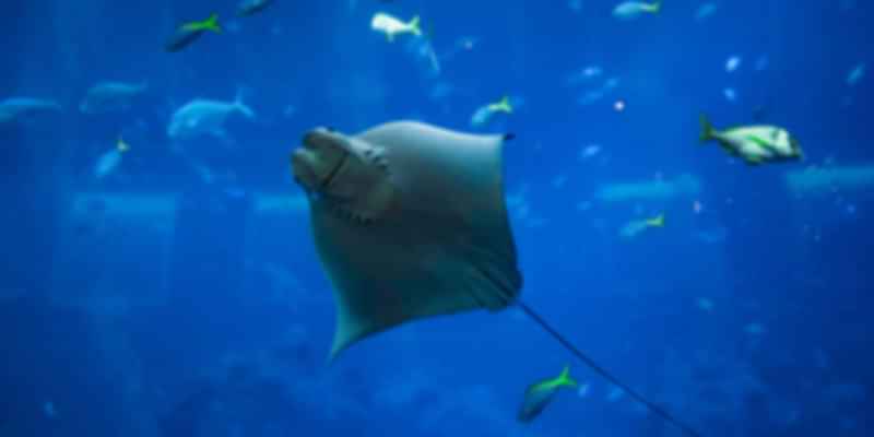Swimming With Manta Rays
