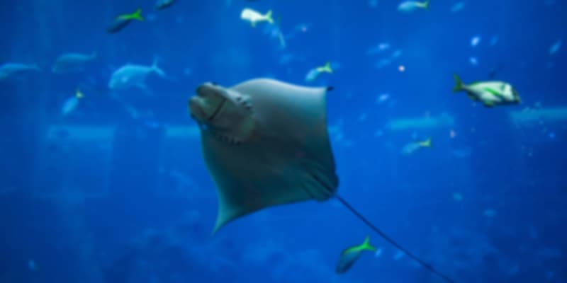 Swimming With Manta Rays