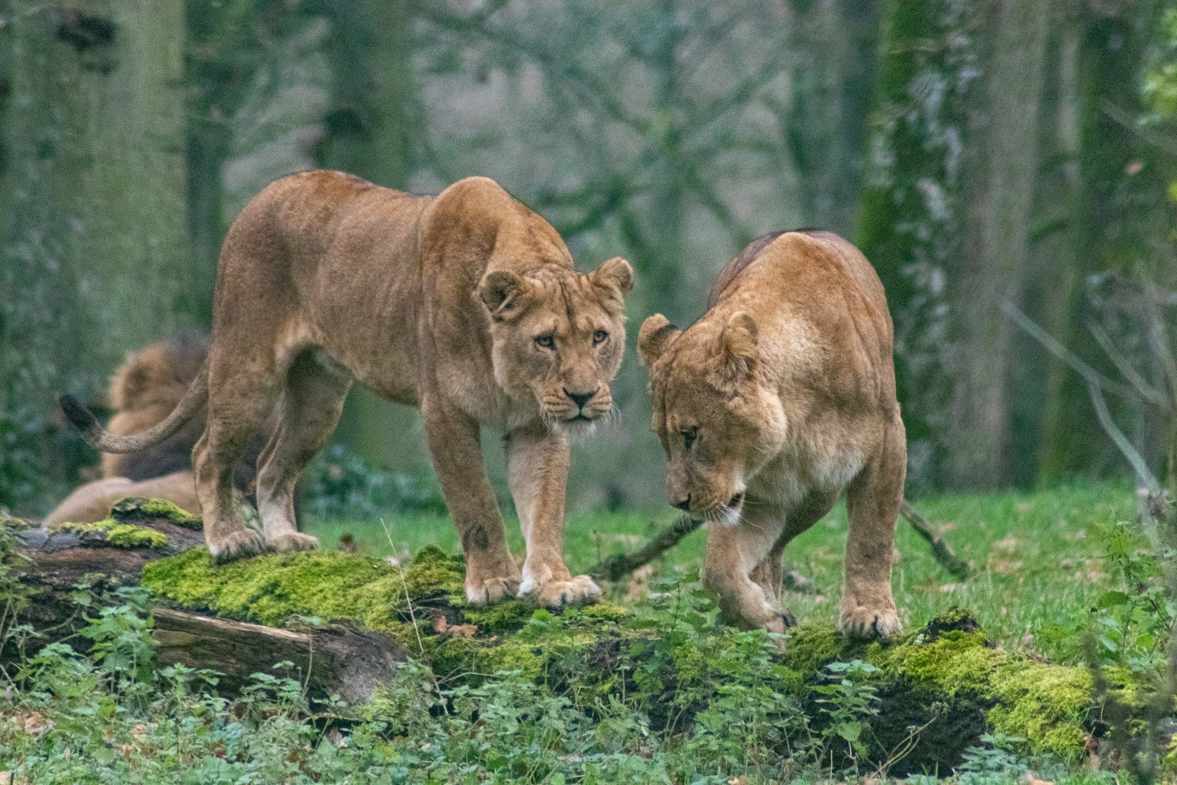 Wildlife Sanctuaries In Mizoram – Get up close with the Wilderness