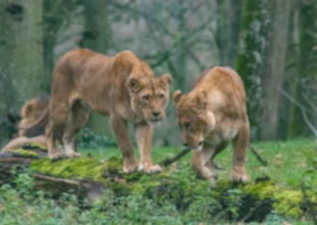 Wildlife Sanctuaries In Mizoram – Get up close with the Wilderness