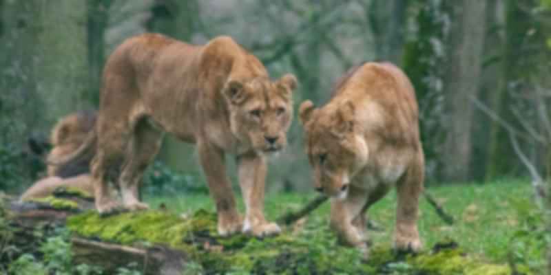 Dampa Wildlife Sanctuary in Mizoram