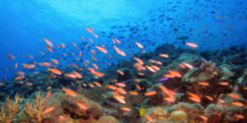 Scuba diving Cambodia