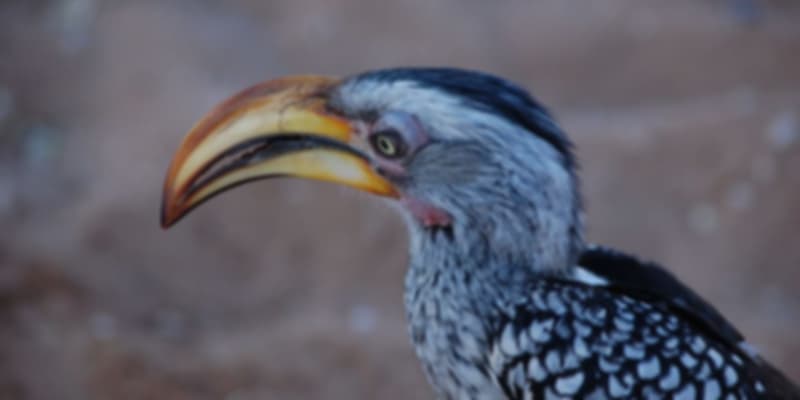 The Hornbill