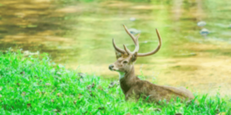 deer at Maenam Wildlife Sanctuary
