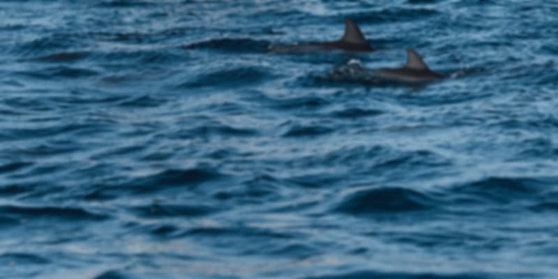 Dolhins in Tamarin Bay