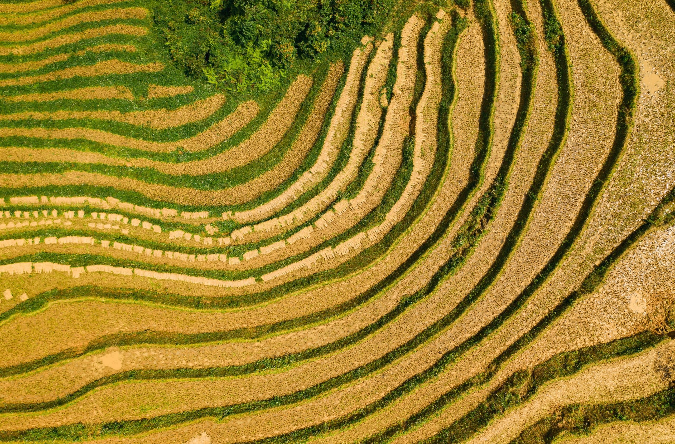 Sapa Valley Trekking Guide 2026: Complete Cultural & Budget Planning