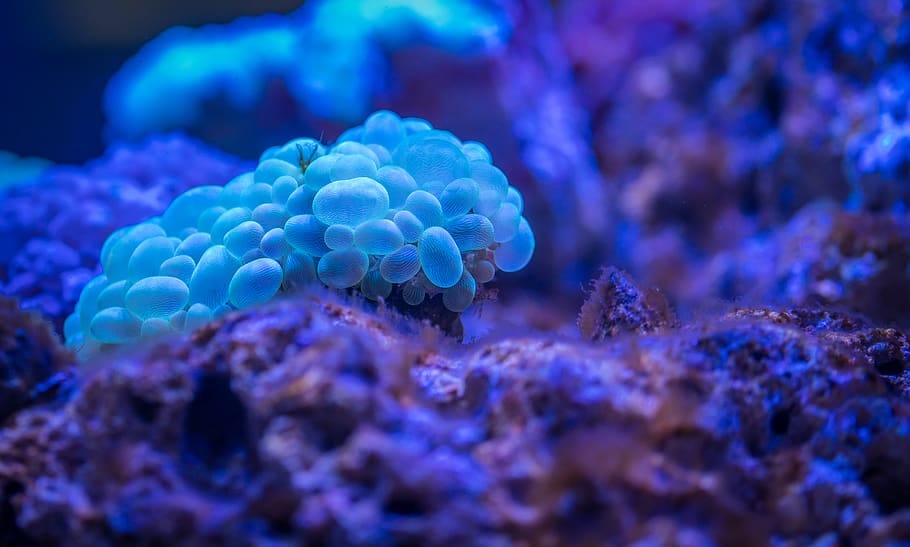 Best Places to Snorkel in Mauritius in 2026
