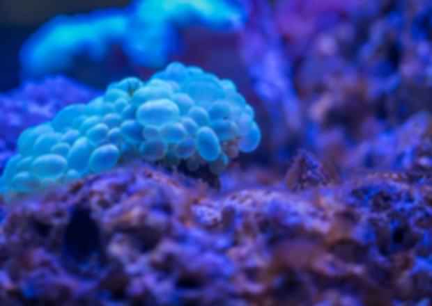 Best Places to Snorkel in Mauritius in 2025