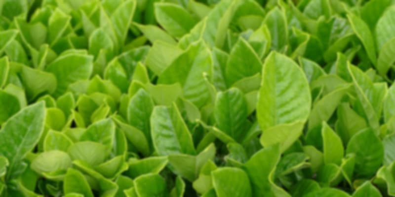 Bois Chéri Tea Mauritius (Tea Plantations In Mauritius)