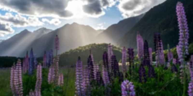 New Zealand Weather in December