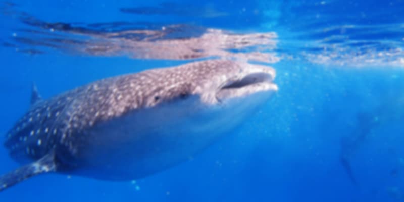 Whale sharks dive in Seychelles