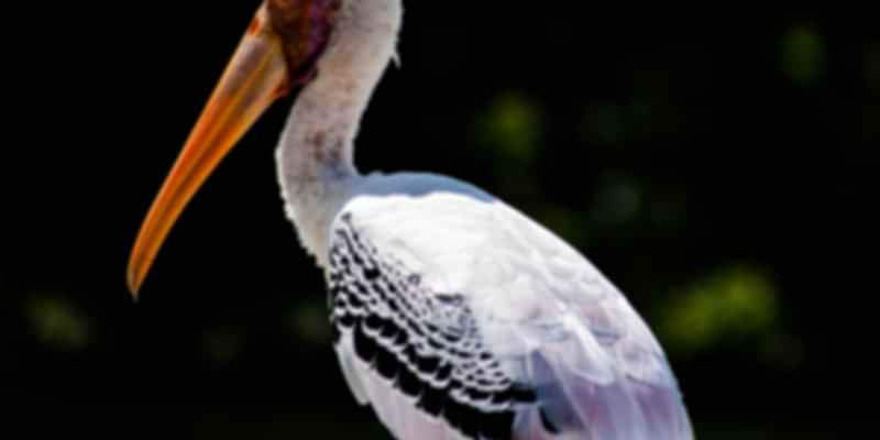 Ngengpui Wildlife Sanctuary