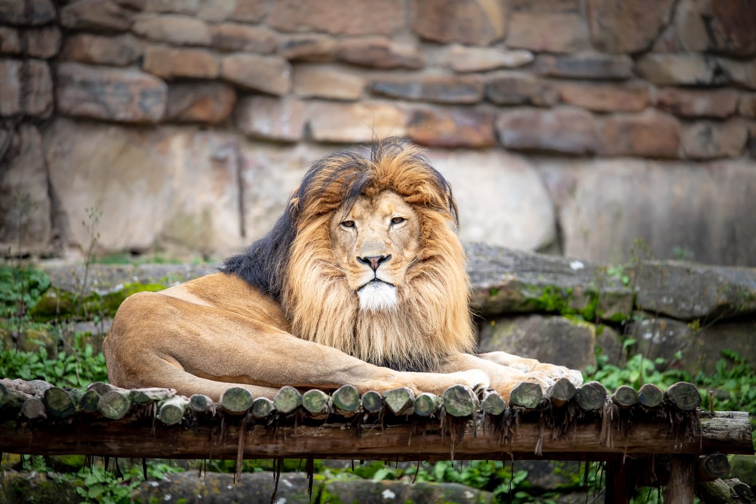 Sikkim Wildlife: Sanctuaries in Sikkim!