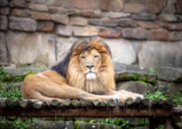 Sikkim Wildlife: Sanctuaries in Sikkim!