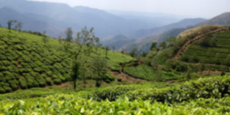 Mangalam Tea Estate