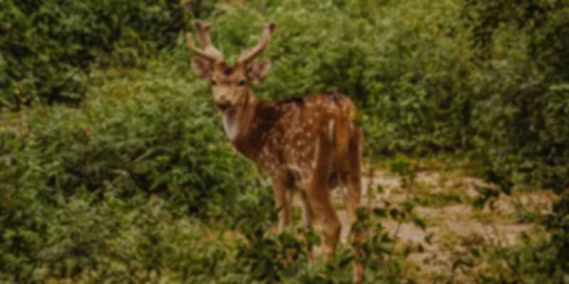 Pualreng Wildlife Sanctuary