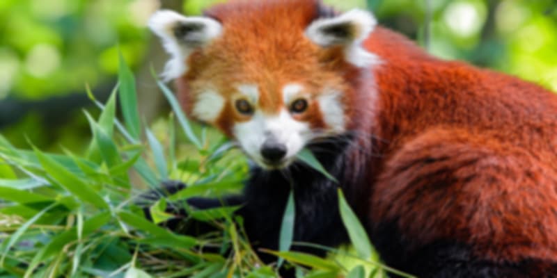 red panda in Sikkim wildlife sanctuary