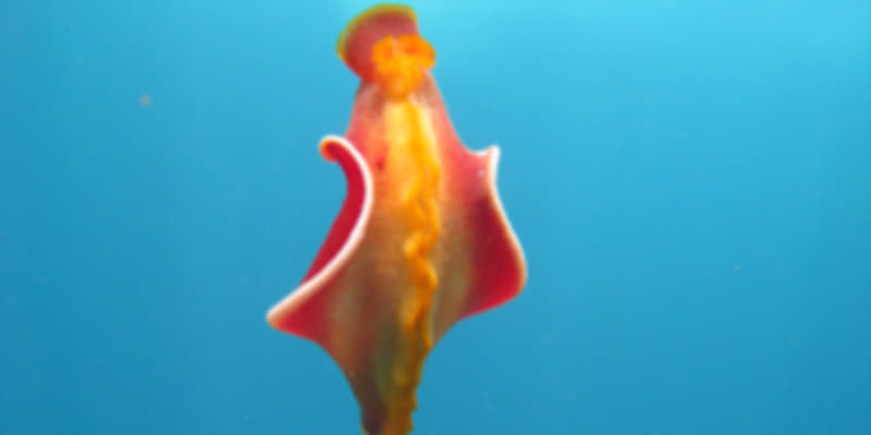 spanish dancer