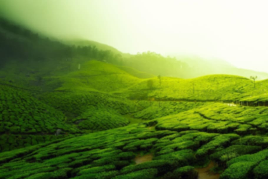 Tea Plantations in Mauritius: Dive into the Land of Tea and Tranquility!