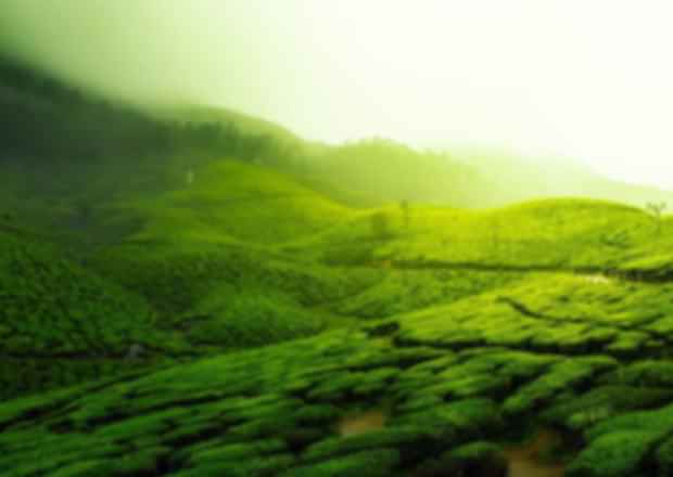 Tea Plantations in Mauritius: Dive into the Land of Tea and Tranquility!