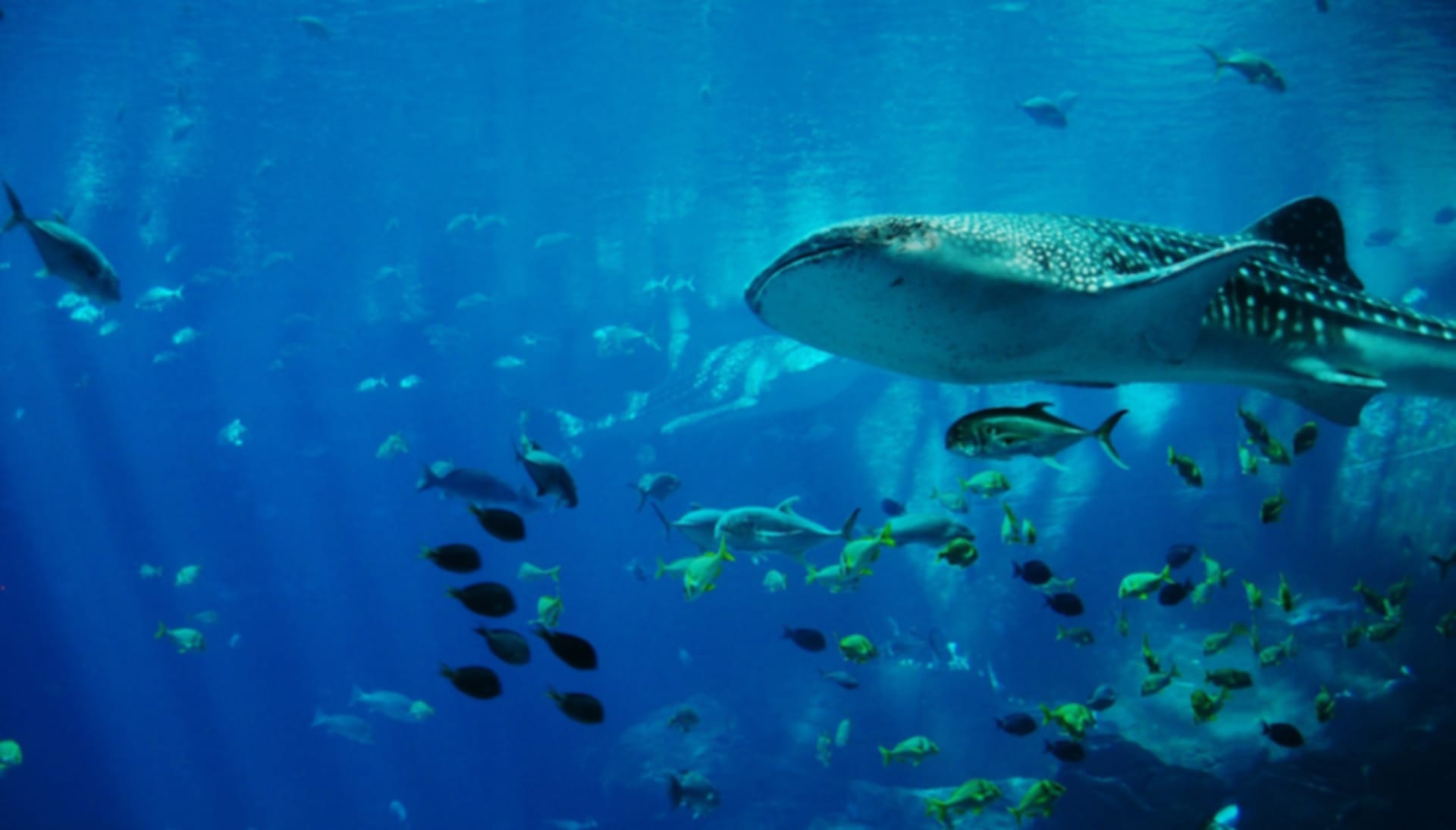 Whale Sharks Dive in Seychelles – Experience the blend of Thrill and fun