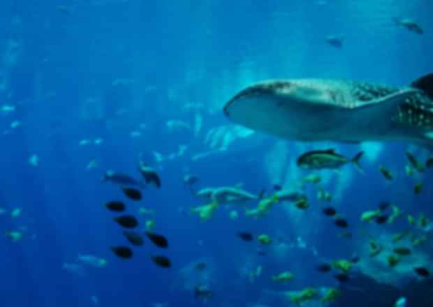 Whale Sharks Dive in Seychelles – Experience the blend of Thrill and fun