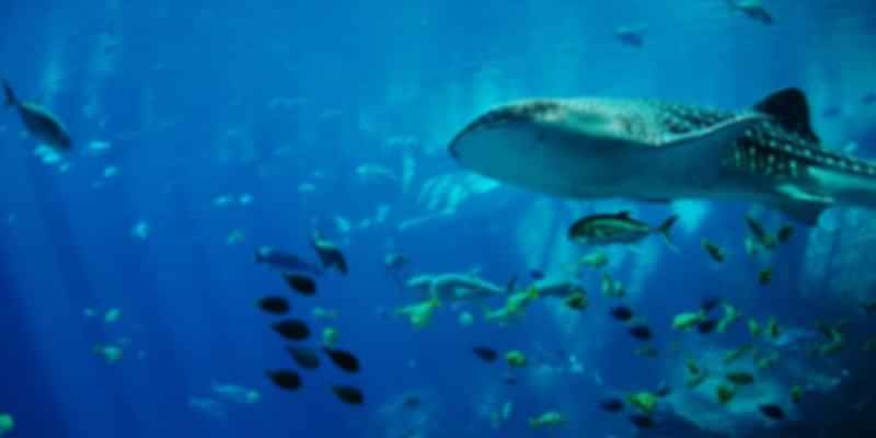 Whale Sharks dive in Seychelles