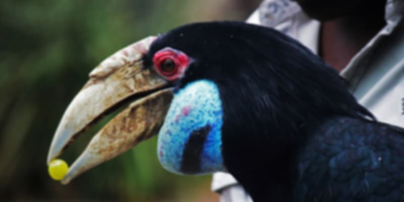 Colourful Hornbill