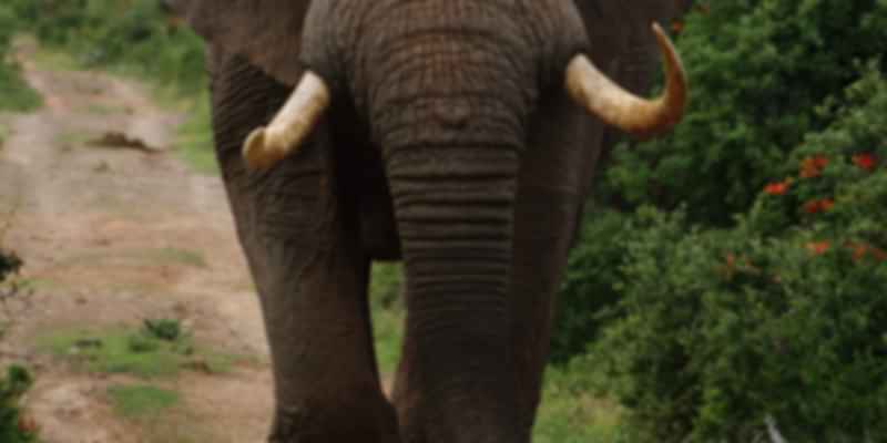 Tawi Wildlife Sanctuary in Mizoram