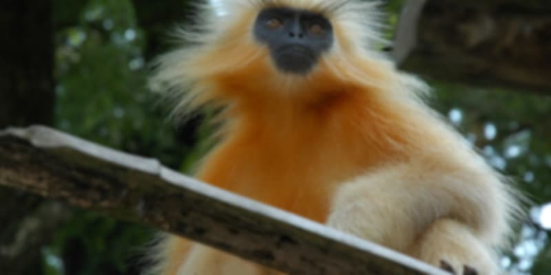 Chakrashila Wildlife Sanctuary