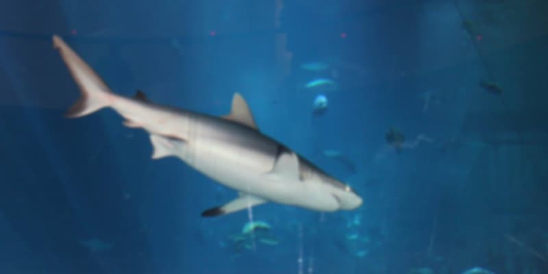 giant shark in the aquarium