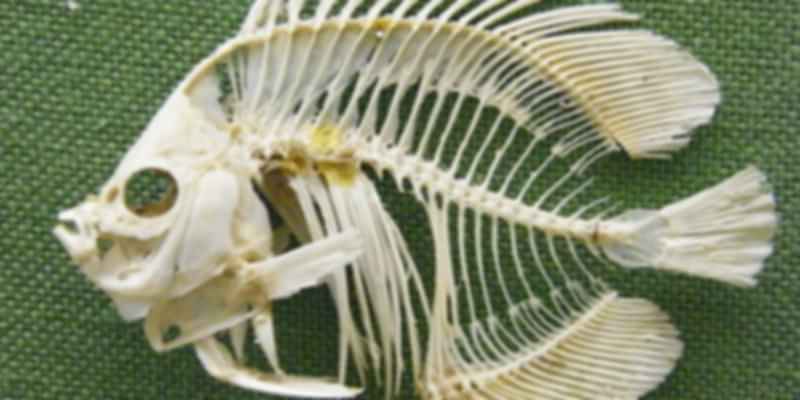 The most unique item in Andaman, Fishbone article.