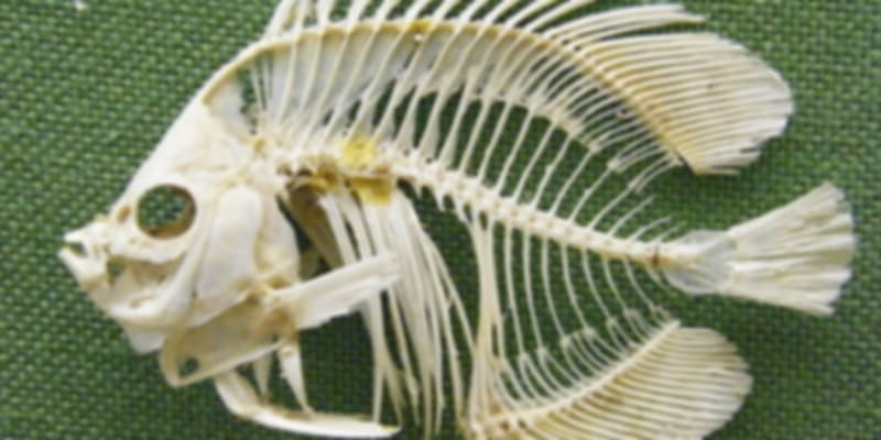 The most unique item in Andaman, Fishbone article.