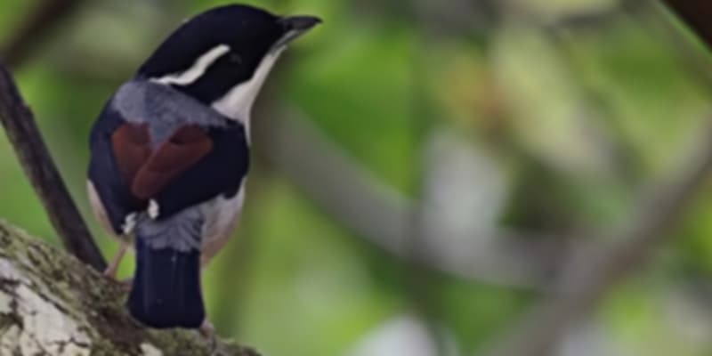 A bird that in Namdapha National Park, one of the national parks in Arunachal Pradesh