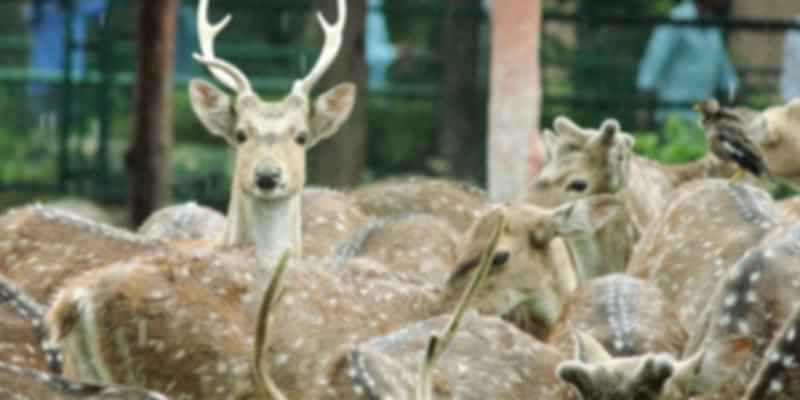 Chital in Jaipur Zoo