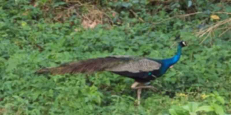 A picture of a peacock that was taken from Chukchuki Watchtower