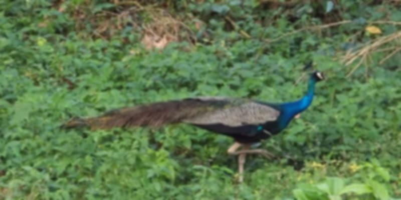 A picture of a peacock that was taken from Chukchuki Watchtower
