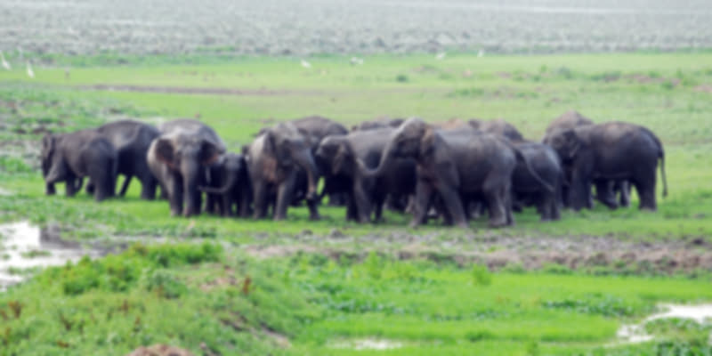 Deepor Beel Bird Sanctuary